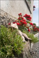 /album/fotogalerie/zaba-u-mikese-cesky-raj-21062010-img-9417-mk-jpg/